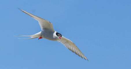 Arctic tern in flight