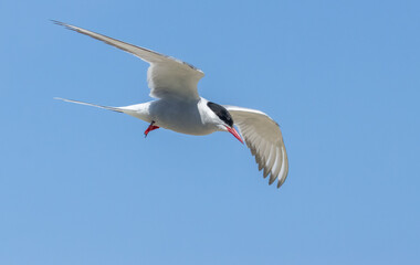 Fototapeta premium Arctic tern in flight