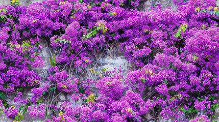 Obraz premium Purple flowers bloom beside stone wall, framing green foliage