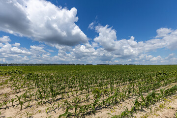 Farmer's corn field with shoots of young corn against a blue sky with clouds