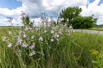 Wildflowers against the sky with clouds in summer