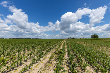Farmer's corn field with shoots of young corn against a blue sky with clouds