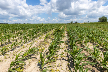 Farmer's corn field with shoots of young corn against a blue sky with clouds