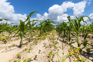 Farmer's corn field with shoots of young corn against a blue sky with clouds