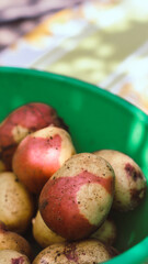 Potato crop close-up in a bowl