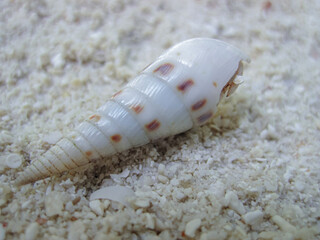 Sea side background with white long shell on sand, Selective focus. Terebra Maculata - sea shell on the sand.