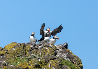 Atlantic puffins in flight on the isle of may during breeding season 