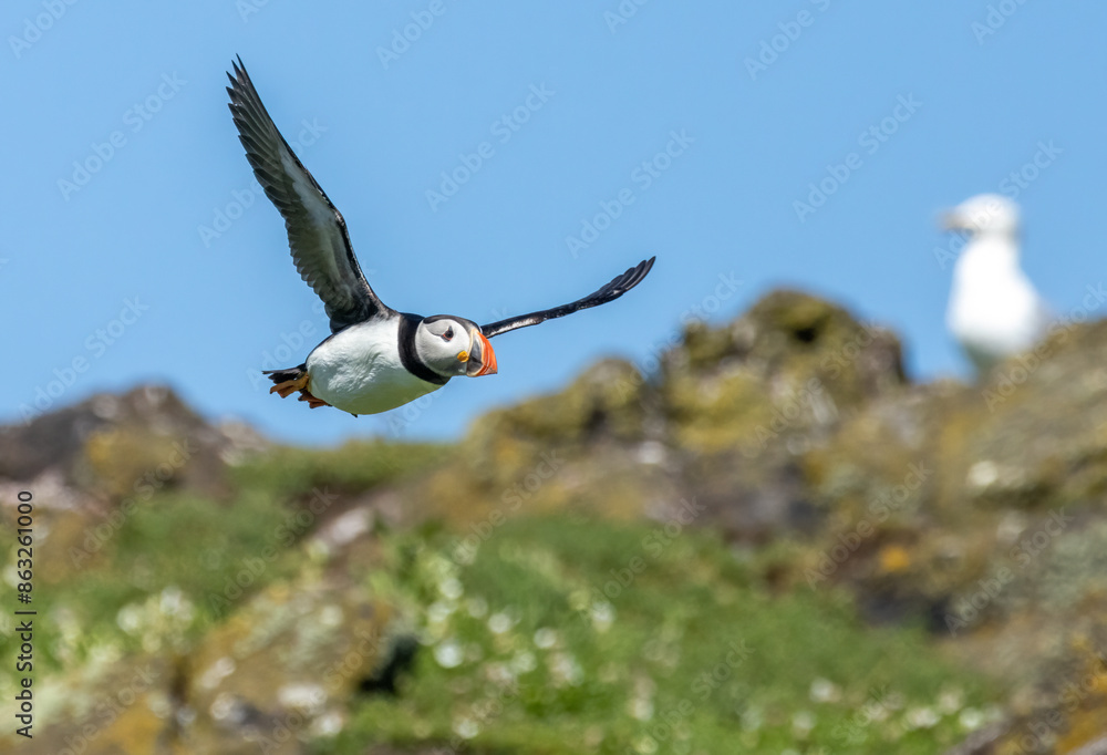 Wall mural Atlantic puffins in flight on the isle of may during breeding season 