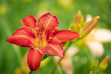 KWIATY, ŁĄKA, PRZYRODA, NATURA, PIĘKNO, 