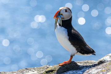 Atlantic puffin with sand eels in beak  © Sarah
