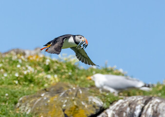 Atlantic puffins in flight on the isle of may during breeding season 