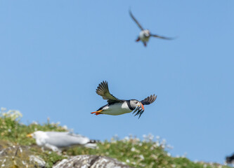 Atlantic puffins in flight on the isle of may during breeding season 