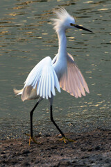 Uma belíssima e elegante garça-branca-pequena na lagoa da Ponte Preta - Maricá - RJ