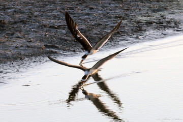 Um casal de talha-mar pescando na lagoa da Ponte Preta - Maricá - RJ