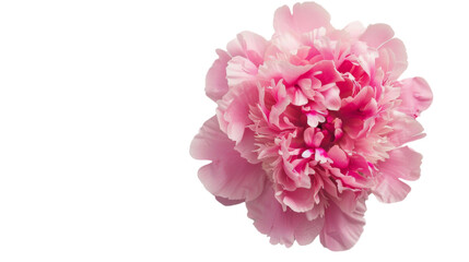 Naklejka premium Pink peony on transparent background