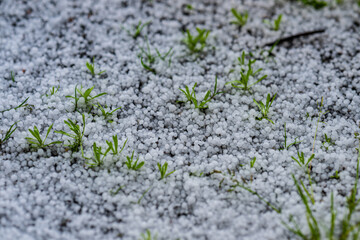 Large hail on fresh grass straws in summer.
