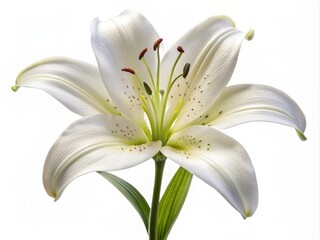 Obraz premium Delicate white lily flower with pollen-tipped anthers and intricate texture, gently curved petals, and a slender green stem, isolated on a soft pure white background.