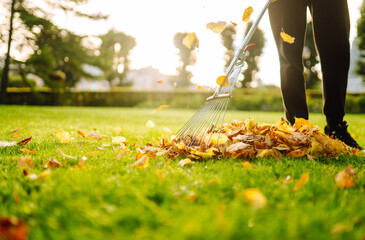 Raking of autumn leaves in the park, in the garden. Using a rake to clear fallen leaves. The concept of volunteering, seasonal gardening.