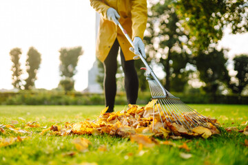Raking of autumn leaves in the park, in the garden. Using a rake to clear fallen leaves. The concept of volunteering, seasonal gardening.
