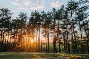 A beautiful sunrise in the forest with tall trees casting long shadows on the ground. The sky is partly cloudy, enhancing the serene and peaceful atmosphere.