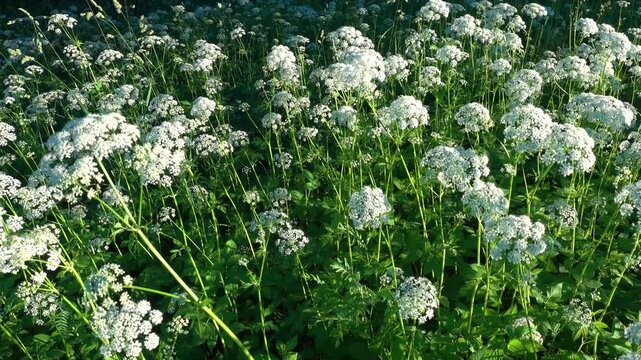 Gavle, Sweden Cow parsley or Anthriscus sylvestris, wild chervil, wild beaked parsley, or Queen Anne's lace growing in a field.  