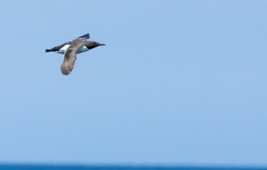 Guillemot seabird in flight 