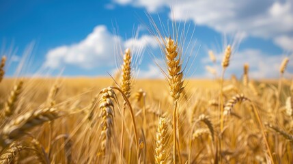 Fertile wheat fields treated with manure