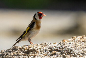 Goldfinch bird on a feeding table 
