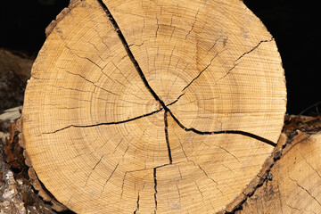 Cross section showing cracks in a log or tree. Natural abstract background