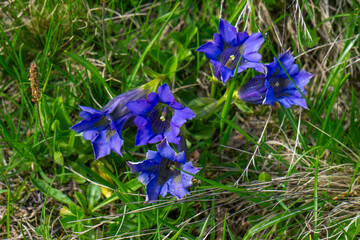 beautiful blue Gentian on alpine meadow, blue cobbler nails in the Alps of Vorarlberg. Spring...