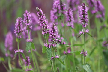Close up of stachys officinalis, Betonica officinalis foliage.