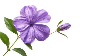 Purple Flower With Green Leaves on transparent  background