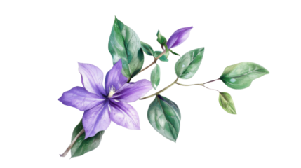 Purple Flower With Green Leaves on transparent  background