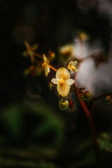 Begonia soli mutata, yellow flowers in the botanical garden on a dark background