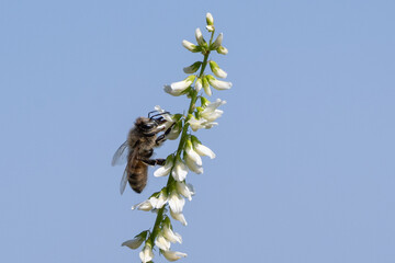 Honey Bee perched on California wildflower extracting the pollen from the petals