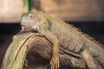 iguana