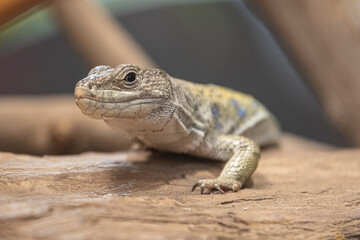 JASZCZURKA © grzegorzszefer