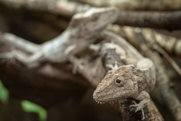 gekko