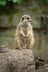 surykatka © grzegorzszefer