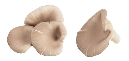 Oyster mushrooms isolated on white background with full depth of field
