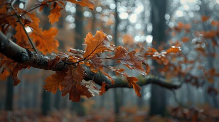 Dry brown leaves on a slender oak tree limb in a fall forest