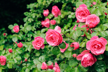 pink peony climbing rose bush close-up in botanical garden, rose background