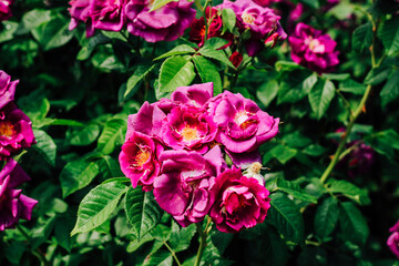 purple rose climbing rose bush close-up in botanical garden, rose background
