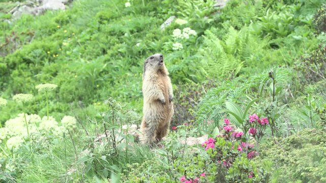 Marmotta delle Alpi (Marmota marmota) Marmotta delle Alpi