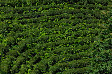 view from the mountain to the valley and tea plantations, in Turkey