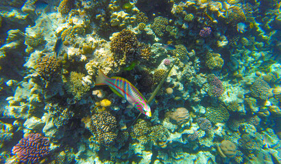 coral reef with fish for banner background. underwater world of the red sea in sahl hishish for background