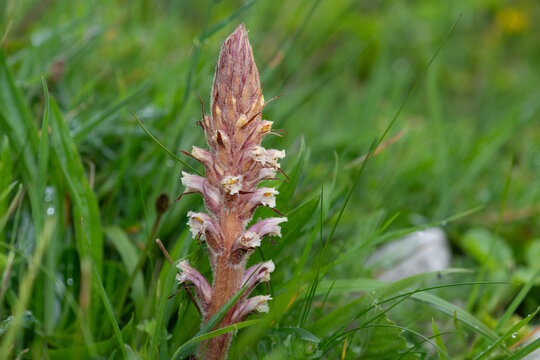 Close up of a common broomrape (orobanche minor) plant in bloom