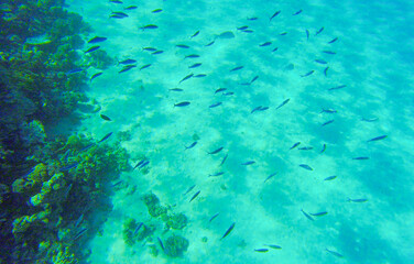 Fototapeta premium coral reef with fish for banner background. underwater world of the red sea in sahl hishish for background