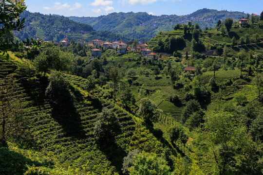 view from the mountain to the valley and tea plantations, in Turkey