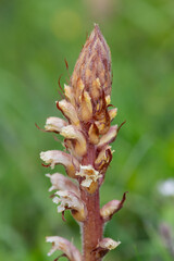 Close up of a common broomrape (orobanche minor) plant in bloom